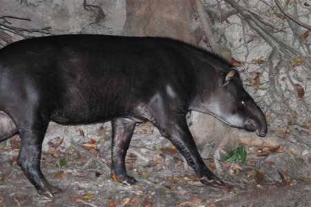 Lowland Tapir Tapirus terrestris Cristalino Jungle Lodge, Brazil